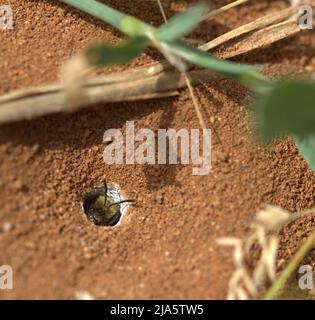 Halictus scabiosae solitary bee guarding its nest entrance in Maremma, Italy Stock Photo