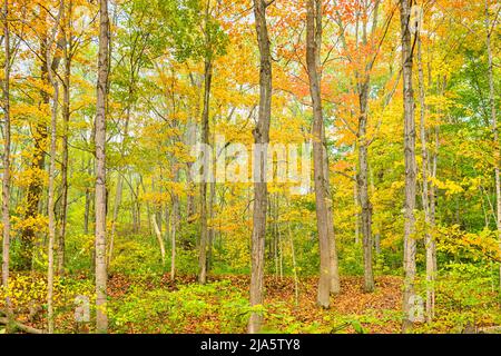 Deciduous forest during autumn with tree leaves changing colors in Brantford, Ontario, Canada Stock Photo