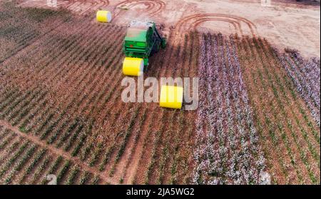 Yellow packed rolls of harvested raw cotton on a agricluture cotton farm of NSW, Australia with harvestor tractor. Stock Photo