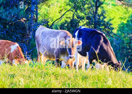 Green pasture on cultivated agriculture dairy farm in Bega valley of Australia with herd of milk cows and bulls. Stock Photo