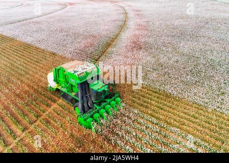 Harvesting on Blossoming white cotton field by a combine tractor with bunker wrapping cotton into rolls on flat agricultural cultivated farm in NSW, A Stock Photo