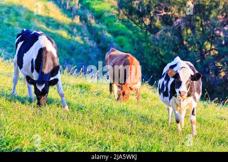 Black-white milky cows on dairy agriculture farm in Bega valley of Australia - cultivated landscape. Stock Photo