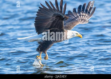 An adult American bald eagle sets his sights on a fish on a lake in Washington State, U.S.A. The majestic bird of prey makes the catch feet first and takes off to a nearby tree with its prize. Their talons are up to 2 inches in length and these large raptors actively hunt all day long.  It takes 4.5yrs for eagles to develop this distinctive feathering with pure white head and tail and thick brown body and legs. Wade said ‘’ This particular eagle was so close to me that I could see a blood tinged wound on his head, just behind its right eye, possibly sustained during a mid-air altercation with Stock Photo