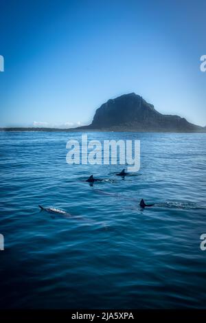 Spinner dolphins near Le Morne, Mauritius Stock Photo