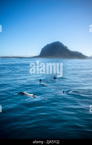 Spinner dolphins near Le Morne, Mauritius Stock Photo