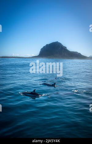 Spinner dolphins near Le Morne, Mauritius Stock Photo