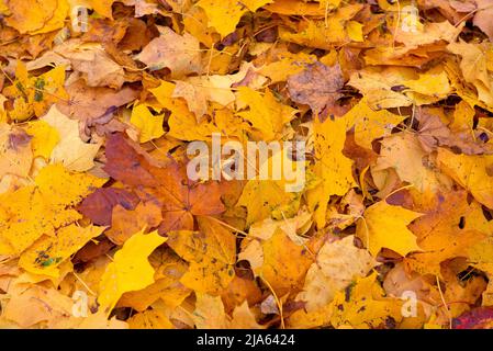 Bright colored background from fallen autumn leaves Stock Photo