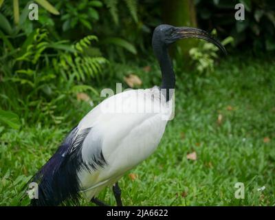 African sacred ibis (Threskiornis aethiopicus) roaming in Park Stock Photo