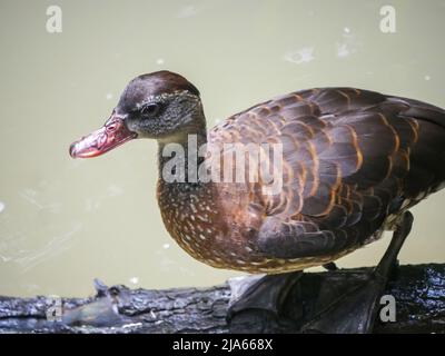 Cute Duck roaming in Park Stock Photo