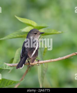 Oriental magpie robin female.The Oriental magpie-robin is a small passerine bird. Stock Photo