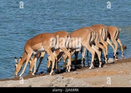 Impala antelopes (Aepyceros melampus) drinking at a waterhole, Etosha National Park, Namibia Stock Photo