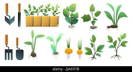 Set of Seedling garden plants with roots. Sowing agricultural material. Roots in box. Isolated on white background. Vector. Stock Vector