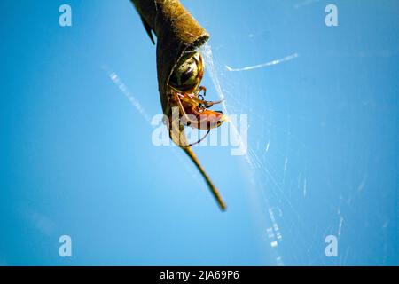 An Australian Garden Orb Weaver Spider (Argiope catenulata) with prey in the web in Sydney, NSW, Australia (Photo by Tara Chand Malhotra) Stock Photo