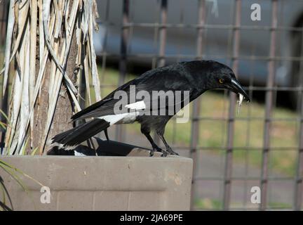 An Australian Pied Currawong (Strepera graculina) catches up with Little Brown Skink (Scincella lateralis) at a front yard of a house in Sydney, NSW, Stock Photo