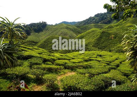 Tea Plantations in Cameron Heights, Malaysia, harvest of the plant Stock Photo