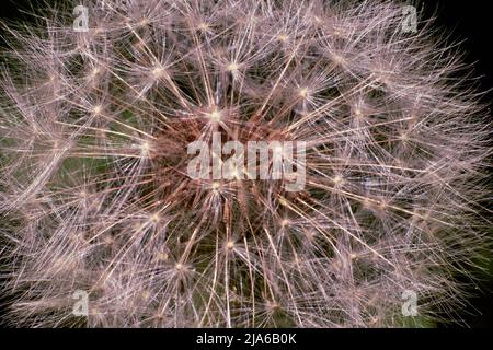 The rays of the sun are reflected by the stamens of the head of a dandelion flower with a blurry background. Stock Photo