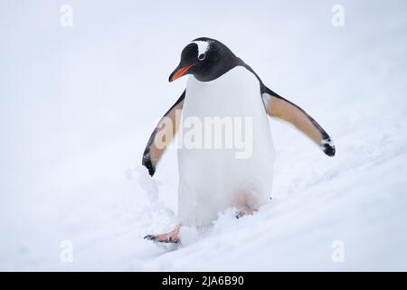 Gentoo penguin walks down hill in snow Stock Photo