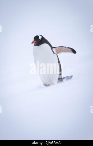 Gentoo penguin walks down hill lifting flipper Stock Photo