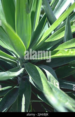 Agave Americana, common names century plant.Background. Stock Photo