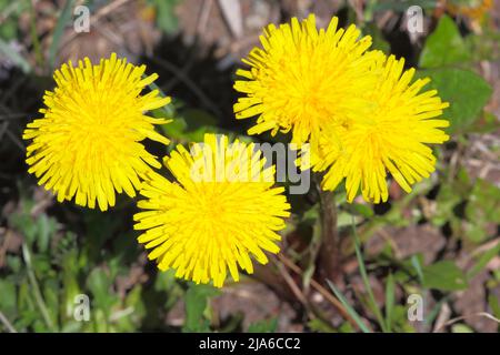 Dandelion Flowers in full bloom, closeup, top view. Stock Photo