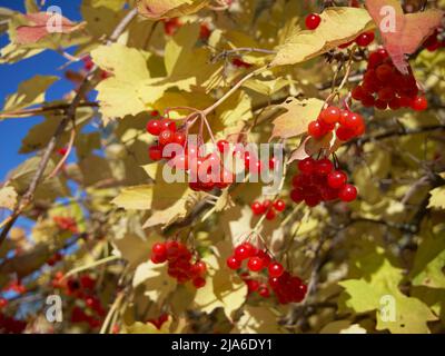 Ripe berries on the branches of a viburnum bush in autumn. Clusters of red berries. Yellow autumn leaves, close-up. Ripe autumn berries. Stock Photo