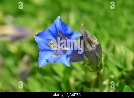 Stemless gentian (Gentiana acaulis) is mountain blue flower growing in the Alps. Stock Photo