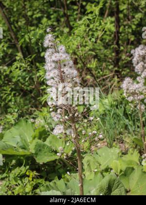 Fluffy seeds of the butterbur (latin name: Petasites hybridus) by the stream in western Serbia Stock Photo