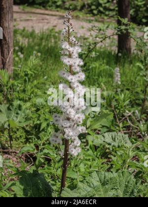 Fluffy seeds of the butterbur (latin name: Petasites hybridus) by the stream in western Serbia Stock Photo