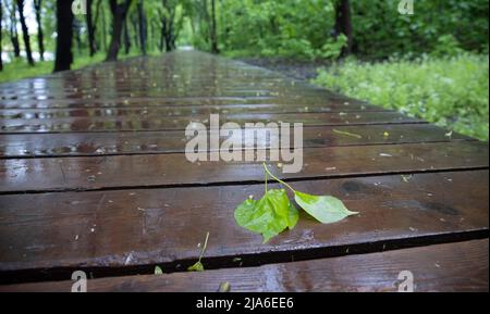 Wet wooden path in the forest after rain in spring Stock Photo