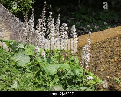 Fluffy seeds of the butterbur (latin name: Petasites hybridus) by the stream in western Serbia Stock Photo