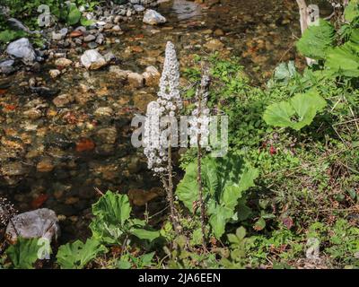 Fluffy seeds of the butterbur (latin name: Petasites hybridus) by the stream in western Serbia Stock Photo