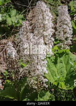 Fluffy seeds of the butterbur (latin name: Petasites hybridus) by the stream in western Serbia Stock Photo