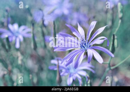 Chicory blue flower ( Cichorium intybus ) close up blooming in the meadow. Nature background. Stock Photo