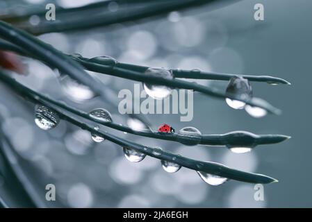 Drops of rain and ladybird on the needles of the pine branch close up. Nature background. Stock Photo