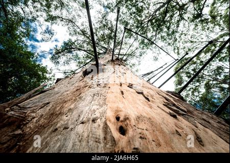 Ancient Cloucester Tree in Pemberton is the second tallest fire-lookout tree in the world. Stock Photo