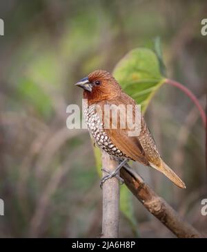 Scaly-breasted munia or spotted munia, known in the pet trade as nutmeg mannikin or spice finch, is a sparrow-sized estrildid finch native to tropical Stock Photo