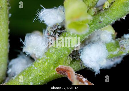 Alder psyllid Psylla alni nymph with waxy secretion on an alder stem Stock Photo