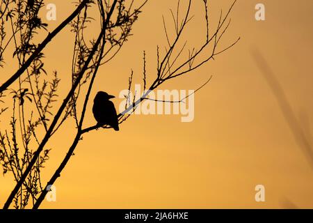 silhouette of  a crow sitting on a tree branch against the sunset sky Stock Photo