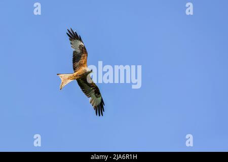 The red kite, a raptor with grey head and brownish body, flying over blue sky on a sunny spring day. Stock Photo