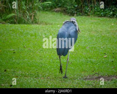 Lesser adjutant stork (Leptoptilos javanicus) is a large wading bird in the stork family Ciconiidae roaming in park. marabou stork Stock Photo