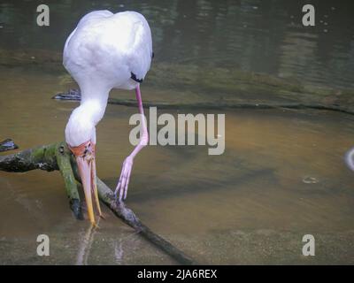 Milky stork (Mycteria cinerea) is a stork species found predominantly in coastal mangroves around parts of Southeast Asia standing and looking in wate Stock Photo