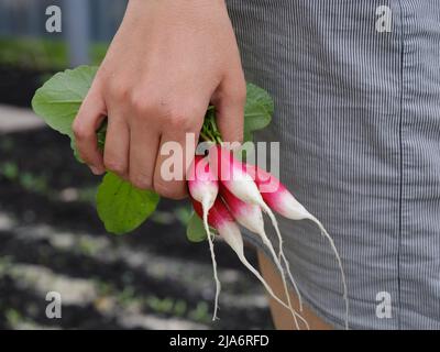 A woman holding freshly harvested radishes in her hand. Close up.