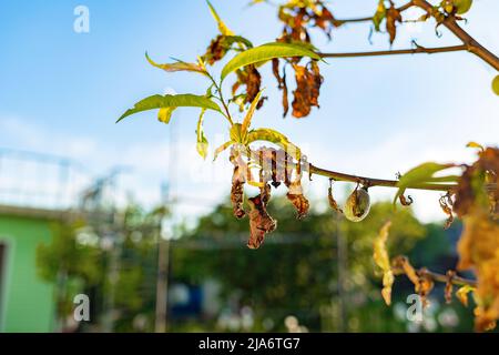 A dead branch and withered leaves on a fruit tree, close-up. Outdoor. The concept of garden pests and droughts. Stock Photo