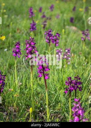 Dark purple flowers of green winged orchid (latin name: Anacamptis morio) in western Serbia Stock Photo
