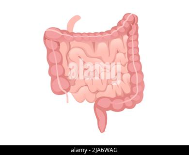 Human intestine cartoon design human anatomy organ vector illustration on white background Stock Vector