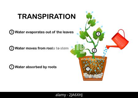 Transpiration stages in plants. Diagram showing transpiration in plant. Water upward motion explanation with educational scheme. Vector illustration Stock Vector