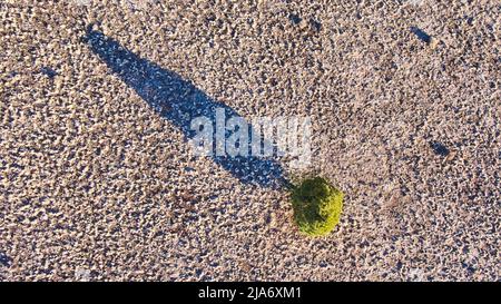 Aerial view of lone green tree in desert looking down with long shadow Stock Photo