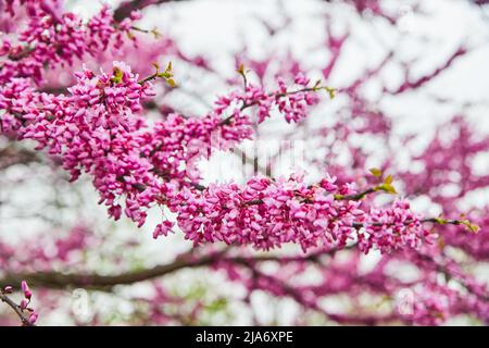 Branch with blossoming cherry tree flowers in peak spring Stock Photo