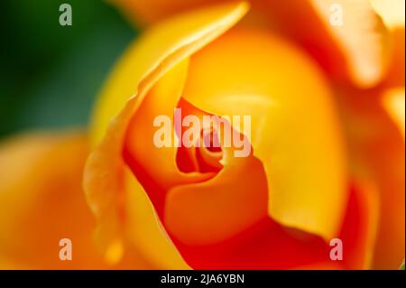 Eton, Windsor, Berkshire, UK. 28th May, 2022. A delicate apricot coloured first flush of roses begin to bloom. It was a warm sunny day in Eton today as flowers and plants bloom in gardens and allotments. Credit: Maureen McLean/Alamy Live News Stock Photo