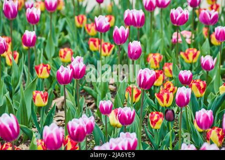 Endless pink and red tulips blossoming in spring Stock Photo